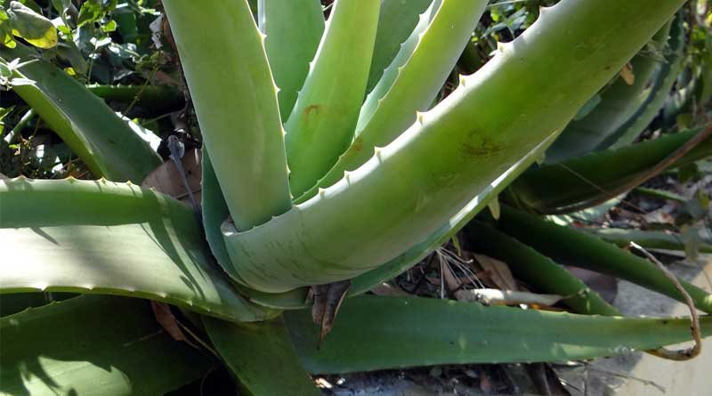 aloe vera